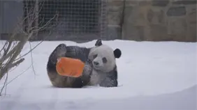Pandas viven su mejor momento en medio de fuerte tormenta invernal en EE.UU.