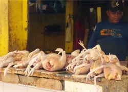 Gobierno toma medidas para frenar escasez y alza del pollo
