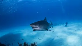 Un adolescente muri&oacute; tras ser atacado por un tibur&oacute;n en una playa del nordeste de Brasil