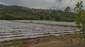 Productores denuncian crisis por falta de agua que afecta m&aacute;s de cinco mil tareas agr&iacute;colas