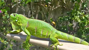 Florida sugiere a residentes matar humanamente a iguanas congeladas por el fr&iacute;o r&eacute;cord