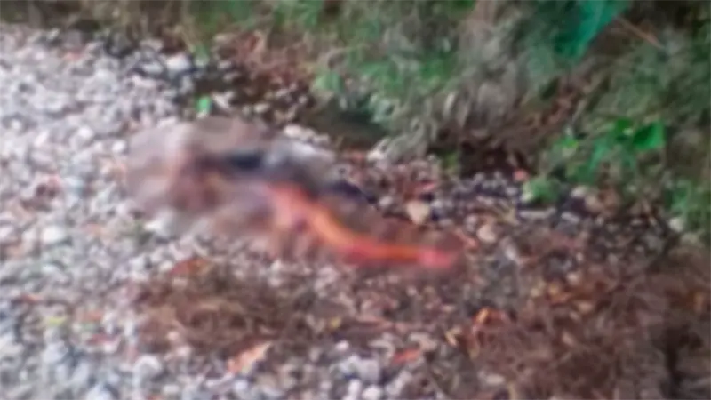 Las mujeres haitianas halladas decapitadas hab&iacute;an sido deportadas de Puerto Rico