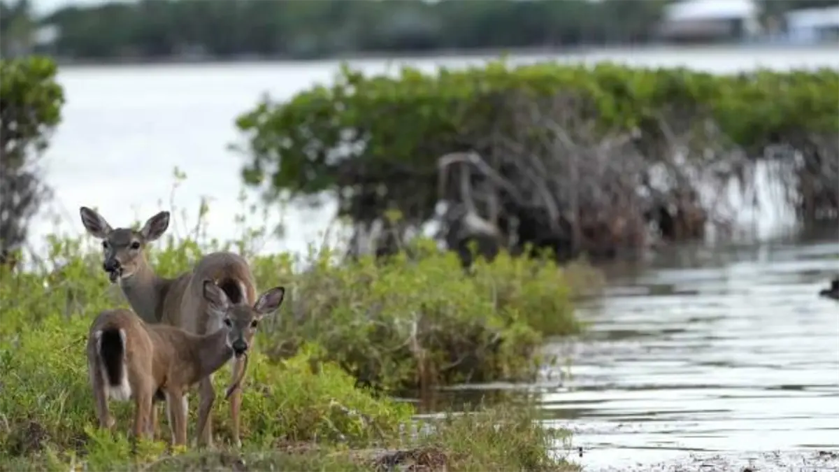 Unos 2,000 ciervos serían sacrificados en un plan de restauración de isla de Los Ángeles