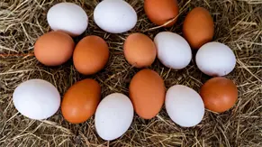 El pa&iacute;s producir&aacute; m&aacute;s de 400 millones de huevos de mesa este mes