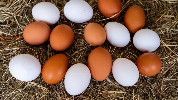 El pa&iacute;s producir&aacute; m&aacute;s de 400 millones de huevos de mesa este mes