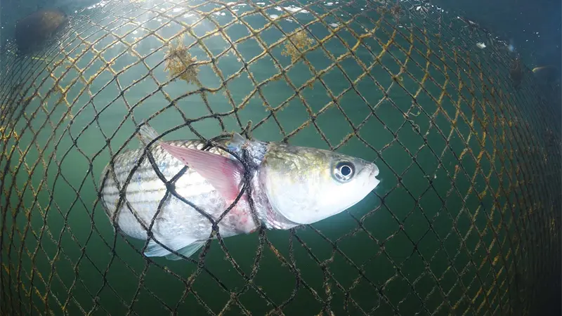 Cient&iacute;ficos hallan por primera vez un tipo de par&aacute;sito en un pez muy consumido en Ecuador