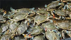 Condenan hombre a seis meses por pesca ilegal de jaibas