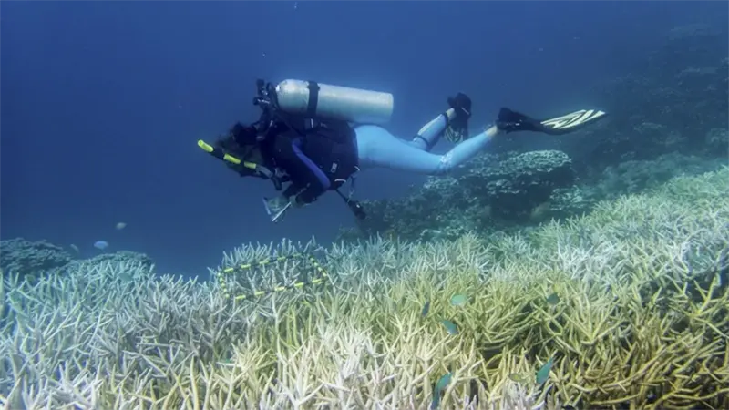 Ola de calor blanque&oacute; en tres a&ntilde;os 50% de los corales, que ahora enfrentan una crisis peor