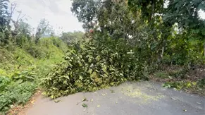 Edeeste informa interrupci&oacute;n del servicio el&eacute;ctrico en Peralvillo se debe a corte de &aacute;rboles por protesta