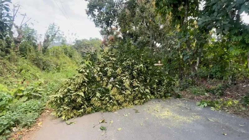 Edeeste informa interrupci&oacute;n del servicio el&eacute;ctrico en Peralvillo se debe a corte de &aacute;rboles por protesta
