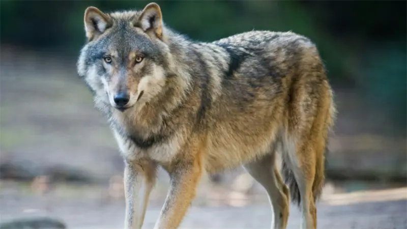 Detectan la presencia de una loba por primera vez en un siglo en monta&ntilde;as de Los &Aacute;ngeles