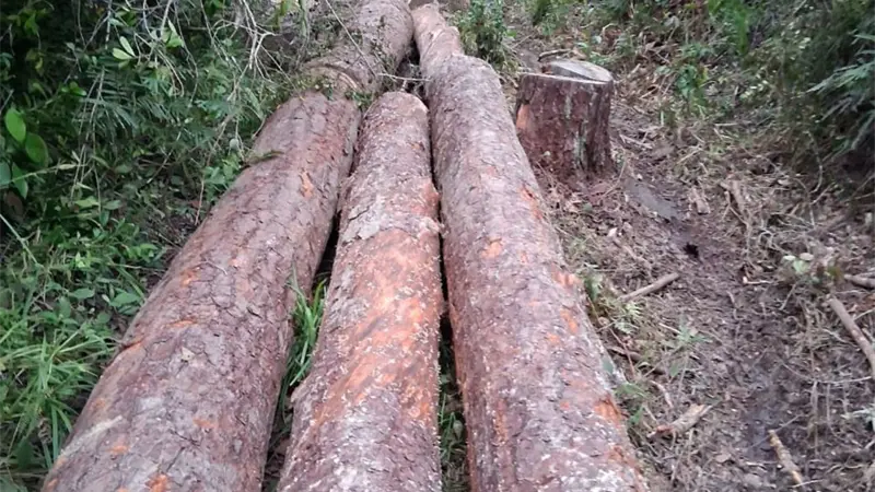 Senador y comunitarios denuncian tala indiscriminada de m&aacute;s de 200 tareas de pino en El Dajao