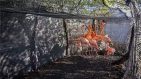 Zool&oacute;gico dominicano libera 12 flamencos en Salinas de Ban&iacute;