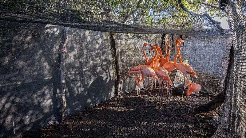 Zool&oacute;gico dominicano libera 12 flamencos en Salinas de Ban&iacute;