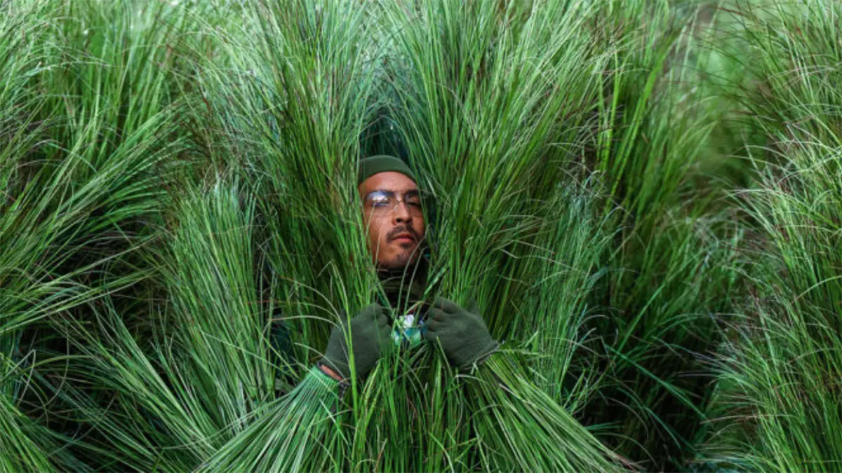 Disfraz de "arbusto" del Super Bowl de Bad Bunny se vende por 5.000 dólares