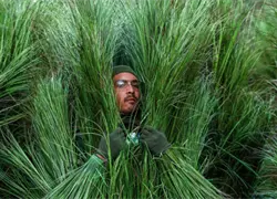 Disfraz de "arbusto" del Super Bowl de Bad Bunny se vende por 5.000 d&oacute;lares