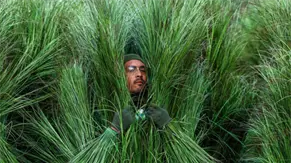 Disfraz de "arbusto" del Super Bowl de Bad Bunny se vende por 5.000 dólares