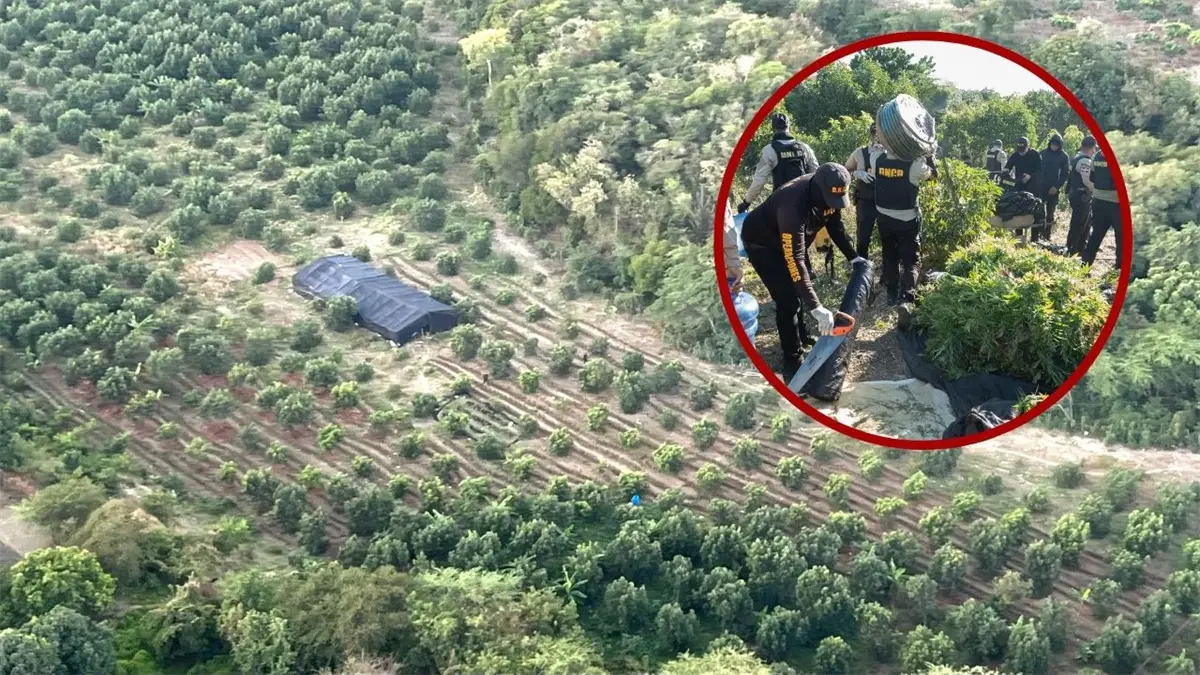Plantación de marihuana en Peravia