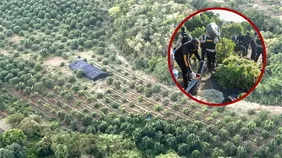 Autoridades desmantelan plantaci&oacute;n de marihuana en Peravia