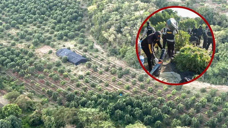 Autoridades desmantelan plantaci&oacute;n de marihuana en Peravia
