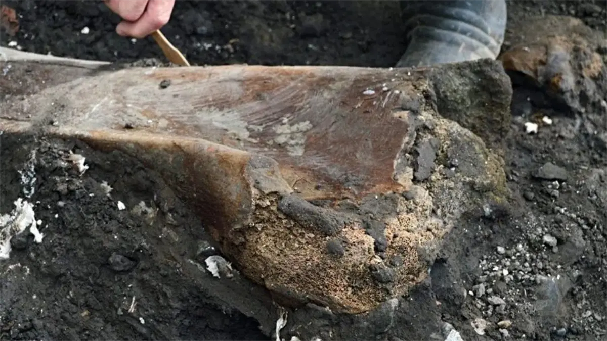 Hallan fósiles de perezoso gigante y mastodonte de al menos 10.000 años en Costa Rica