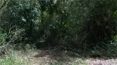 Guavaberry Golf Club aclara que hallazgo de tres cadáveres en 2016 no ocurrió dentro del proyecto