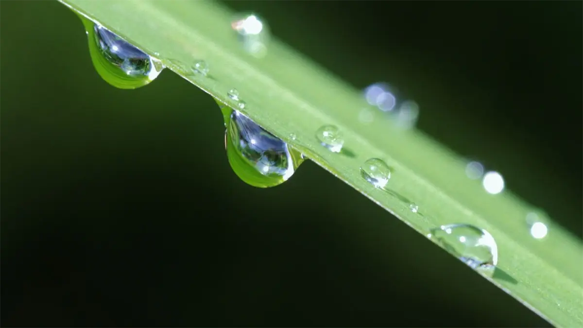 Gotas de agua. Foto de archivo.