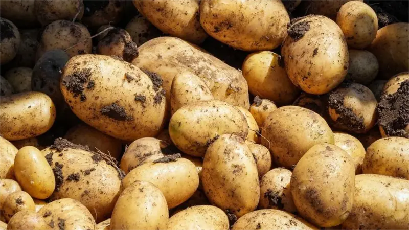 Ministro de Agricultura declara de alta prioridad protecci&oacute;n a la producci&oacute;n nacional