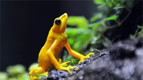 La rana dorada de Panamá, casi extinta por un hongo, vuelve a la naturaleza