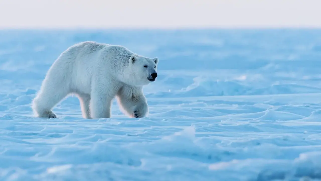 [object HTMLTextAreaElement]