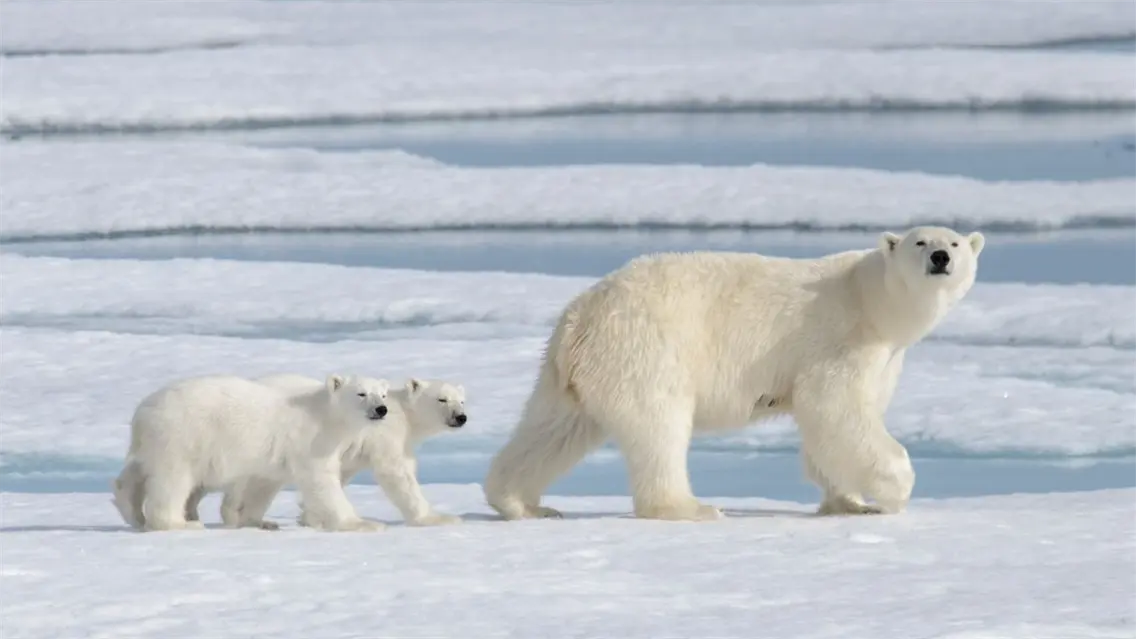 Osos polares modifican su dieta para sobrevivir a la reducci&oacute;n del hielo marino