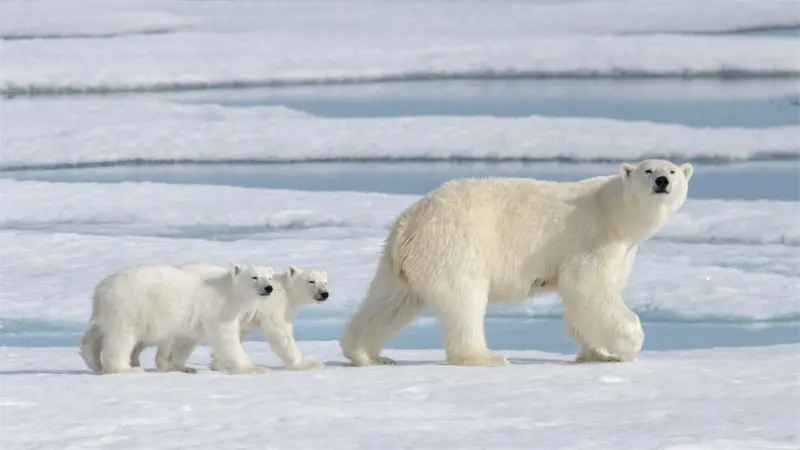 Osos polares modifican su dieta para sobrevivir a la reducci&oacute;n del hielo marino
