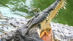 Autoridades alertan por escape de cocodrilo y llaman a la población a extremar precauciones