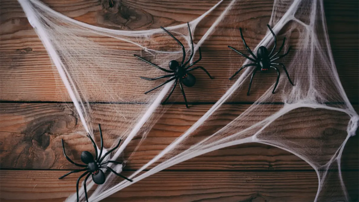 Un estudio alerta del peligro que supone el desconocimiento de las arañas