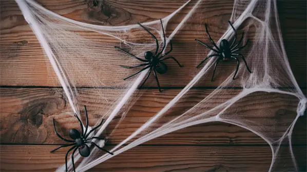 Un estudio alerta del peligro que supone el desconocimiento de las ara&ntilde;as