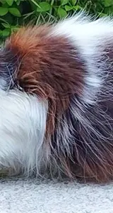 Desaparición y regreso de la gata más popular de El Retiro de Madrid Desaparición y regreso de la gata más popular de El Retiro de Madrid