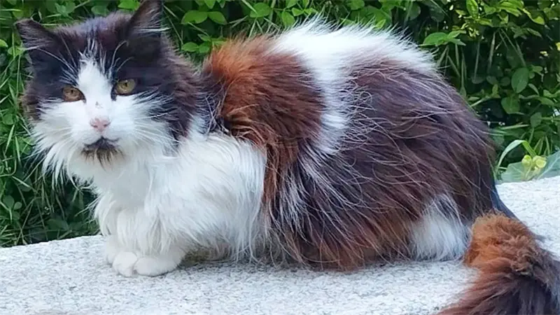 Desaparici&oacute;n y regreso de la gata m&aacute;s popular de El Retiro de Madrid