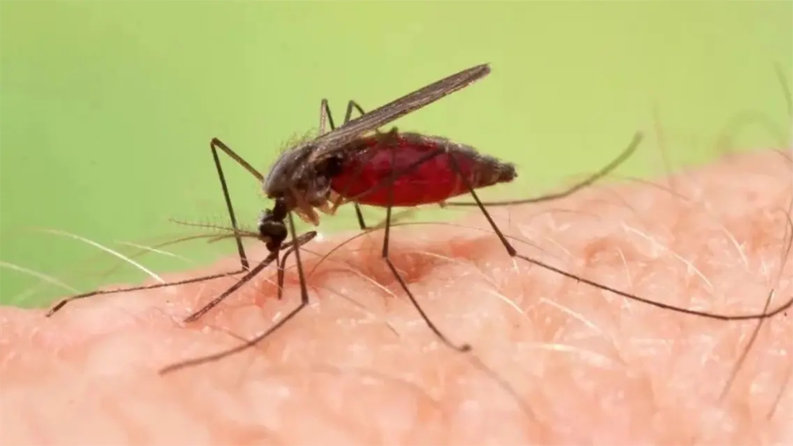 Bolet&iacute;n epidemiol&oacute;gico muestra reducci&oacute;n de malaria en Rep&uacute;blica Dominicana