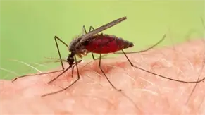 Bolet&iacute;n epidemiol&oacute;gico muestra reducci&oacute;n de malaria en Rep&uacute;blica Dominicana