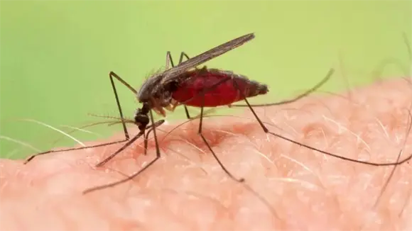 Boletín epidemiológico muestra reducción de malaria en República Dominicana Boletín epidemiológico muestra reducción de malaria en República Dominicana