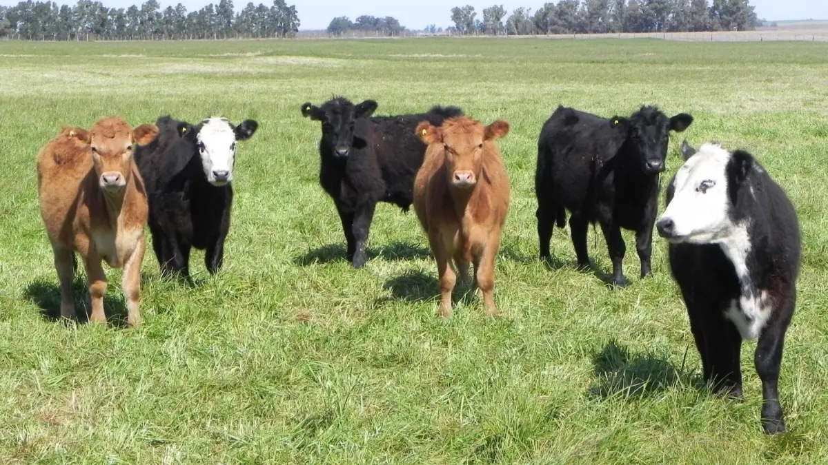 Colombia recibe luz verde para exportar carne bovina a Arabia Saudita