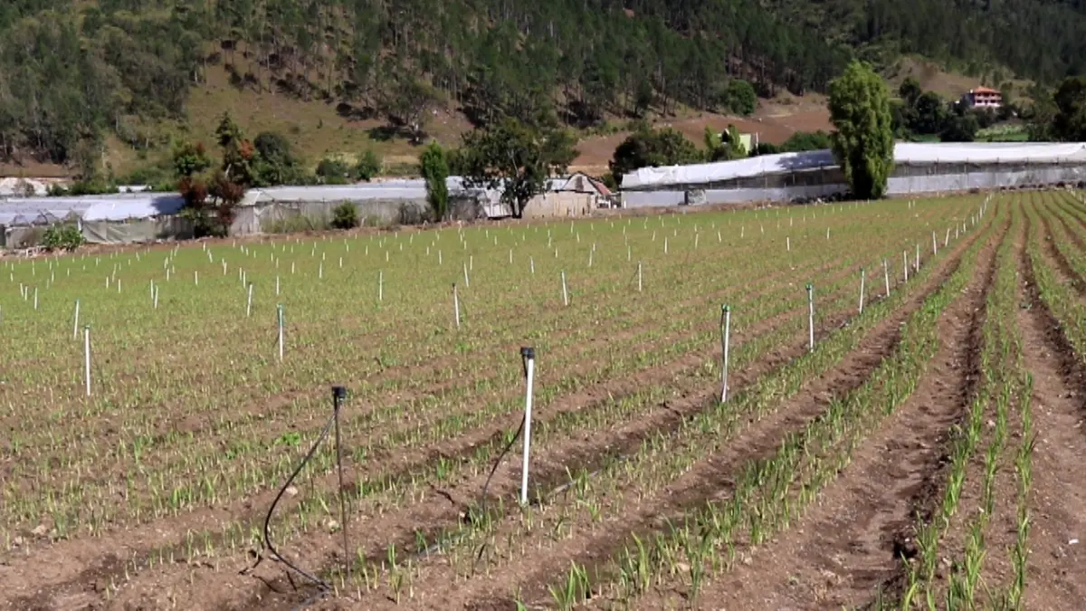 Agricultores de Constanza reclaman trabajo de asociaciones y cese importaciones