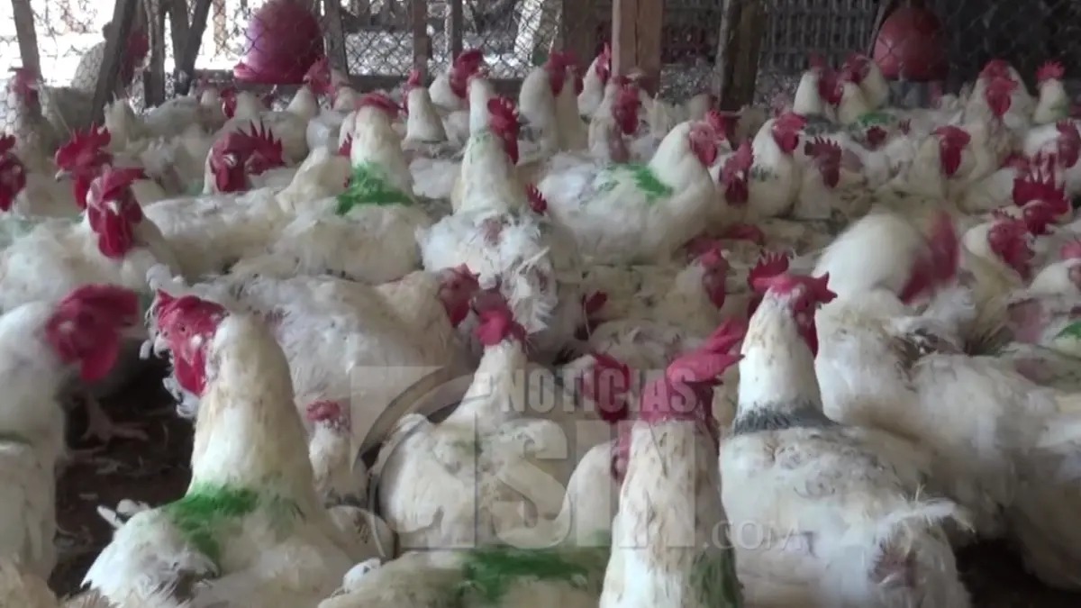 Se desploma venta de pollos en mercado de Dajabón por temor a virus Newcastle