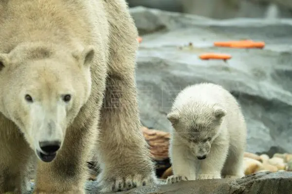 El zoo de Viena presenta una cría de oso polar, la primera en doce años