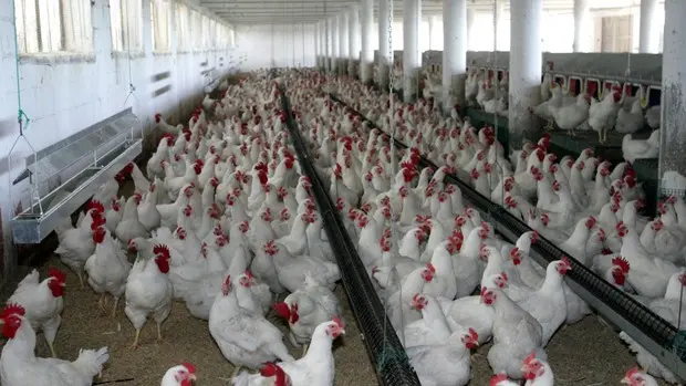 China registra un brote de gripe aviar en zona cercana a foco del coronavirus