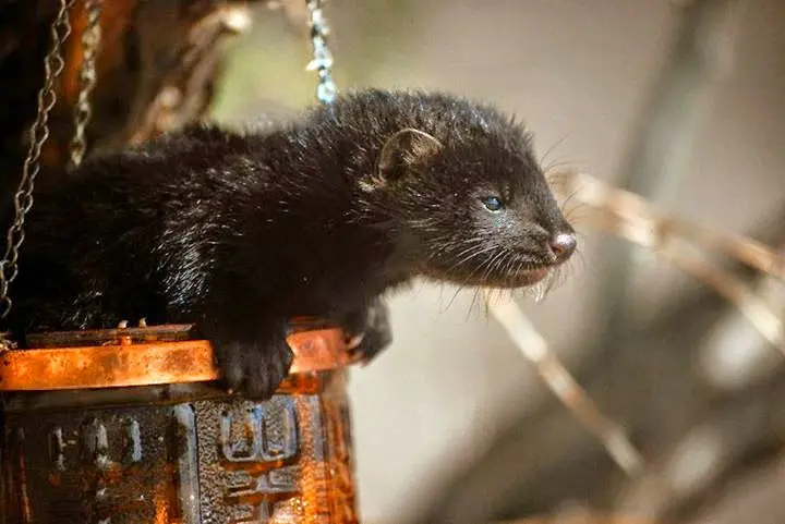 Alertan contagio de coronavirus de visones a humano