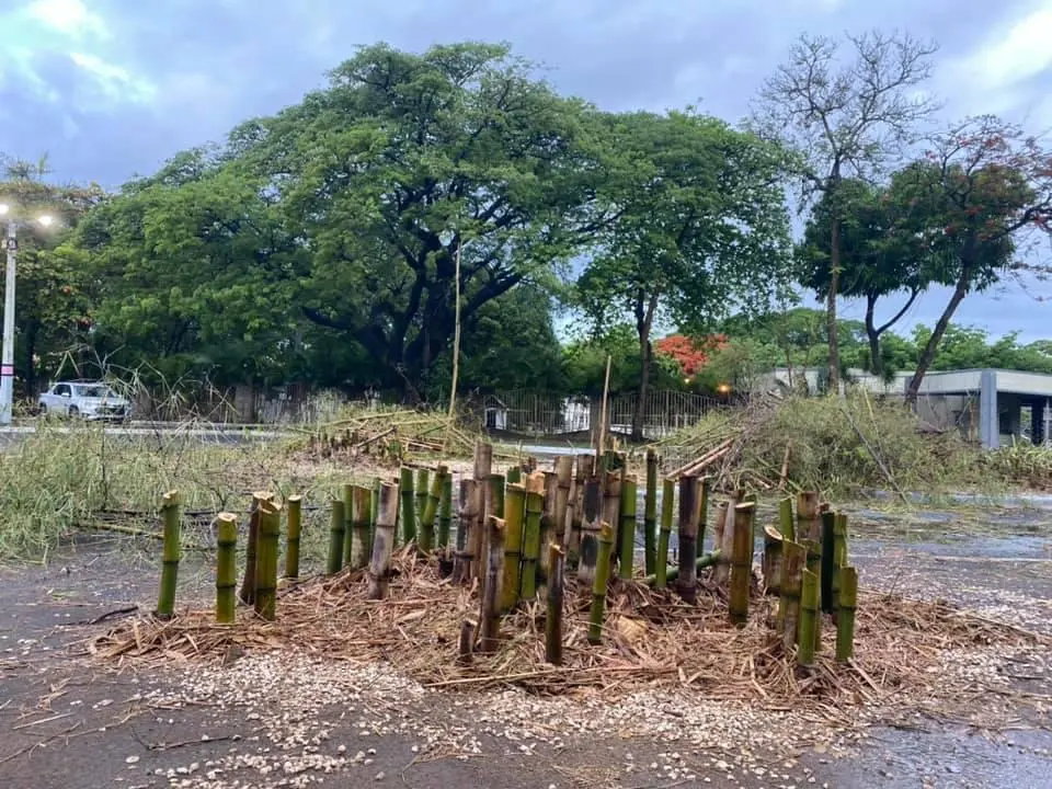 Corte de bamboo en parque Iberoamericano del DN genera quejas en los residentes de la zona