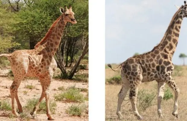 Científicos documentan dos primeras jirafas enanas en Uganda y Namibia