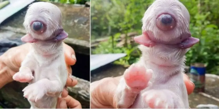 Nace un perro sin nariz, con un solo ojo y dos lenguas