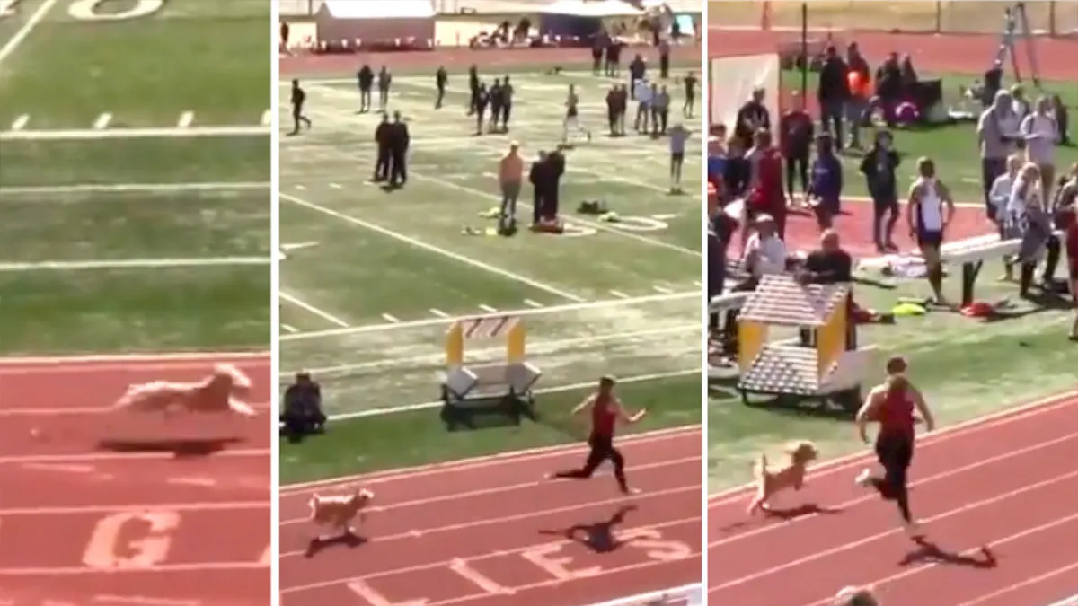 Perra se cuela en carrera de atletismo y cruza la meta en primer lugar